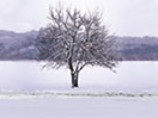Gallery Image 26
